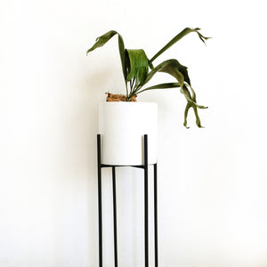 Plantas para pedestal alto